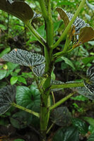 Peperomia sp. aff. P. rugosa, winged translucent stem and petioles, Mashpi FR, Pichincha, Ecuador