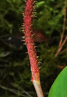 Peperomia cobana, epizoochory illustrated by mature hooked achenes on fleshy reddish spadix, Parque Ecologico Chichel, Quiche, Guatemala