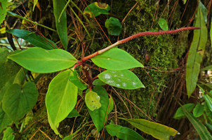 Peperomia cobana, green upper leaf and infructescence with mature hooked achenes, Parque Ecologico Chichel, Quiche, Guatemala