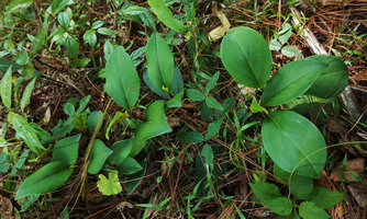 Peperomia cobana, Parque Ecologico Chichel, Quiche, Guatemala