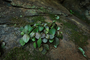 Peperomia fernandopoiana on mossy rock, leaves and spadix, way to Amani, 400 m asl, East Usambara, Tanzania