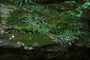 Peperomia fernandopoiana on mossy rock, vegetative patches and a small Kalanchoe on the ledge, way to Amani, 400 m asl, East Usambara, Tanzania