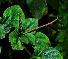 Peperomia hispidula, leaves and spadices, Mashpi FR, Pichincha, Ecuador