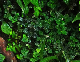 Peperomia hispidula, mixed population of green and brown individuals, Mashpi FR, Pichincha, Ecuador