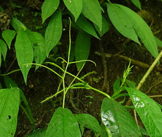 Peperomia lancifolia, branched erect inflorescences, Mirador Rey Tepepul, Lake Atitlan, Guatemala