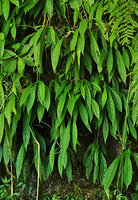 Peperomia lancifolia covering a vertical seeping rock, growth habit, leaf morphology and habitat very similar to Begonia montis elephantis from Cameroon, Mirador Rey Tepepul, Lake Atitlan, Guatemala