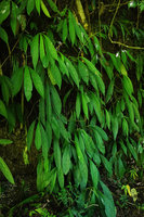 Peperomia lancifolia, flowering population covering a vertical seeping rock, Mirador Rey Tepepul, Lake Atitlan, Guatemala