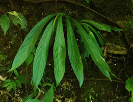 Peperomia lancifolia, pendant leaves with deeply impressed veins, Mirador Rey Tepepul, Lake Atitlan, Guatemala,.jpeg