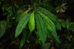 Peperomia lancifolia, plagiotropic leafy stem, Mashpi FR, Pichincha, Ecuador