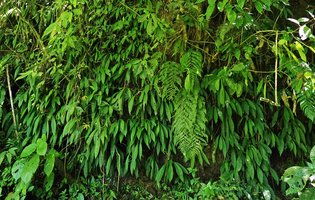 Peperomia lancifolia population covering a vertical seeping rock, Mirador Rey Tepepul, Lake Atitlan, Guatemala