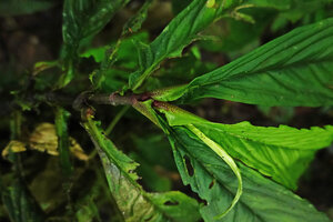 Peperomia lancifolia, the leaf base folded around apex and young leaves like the protective leaf sheath of most Monocotyledons, Mashpi FR, Pichincha, Ecuador