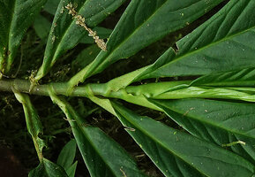 Peperomia lancifolia, undulated basal part of the leaf blade folded around the younger leaves thus protecting them like the leaf sheath of Monocotyledons, Mashpi FR, Pichincha, Ecuador