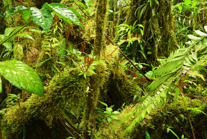 Peperomia lasiostigma epiphytic in mossy forest, Des Voeux peak, Taveuni, Fiji