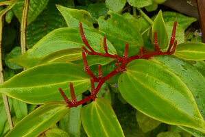 Peperomia lasiostigma, Taveuni, Fiji