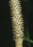 Peperomia magnoliifolia, tiny hooked achenes allowing epizoochorous animal dispersal, Monts Caraibes, Guadeloupe