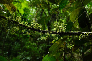 Peperomia caespitosa as a small epiphyte climbing along a forest understory tree branch, El Pahuma FR, Pichincha, Ecuador