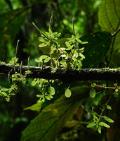 Peperomia caespitosa, opposite or subverticillate leaves just under the terminal inflorescence, El Pahuma FR, Pichincha, Ecuador