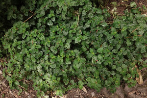 Peperomia pachystachya, population on earth bank close to a waterfall, El Pahuma FR, Pichincha, Ecuador