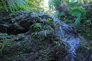 Peperomia pedicellata and Lobelia nubicola on seeping rock in waterfall, Biotopo del Quetzal, Baja Verapaz, Guatemala