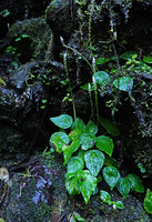 Peperomia pedicellata, flowering individuals on seeping rock in waterfall, Biotopo del Quetzal, Baja Verapaz, Guatemala