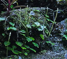 Peperomia  pedicellata, inflorescences, Biotopo del Quetzal, Baja Verapaz, Guatemala