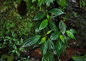 Peperomia petrophila in the same waterfall as Monolena elliptica and exhibiting a similar venation pattern and leaf texture, Mashpi FR, Pichincha, Ecuador