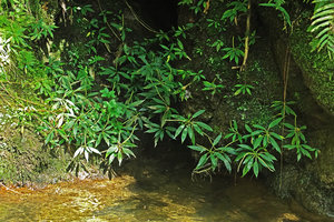 Peperomia petrophila, rheophytic population on mossy rock during the dry season, Parque Ecologico Chichel, Quiche, Guatemala