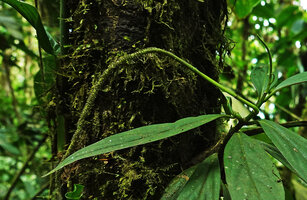 Peperomia sp. aff. P. lancifolia, spadix with mature achenes, Mashpi FR, Pichincha, Ecuador