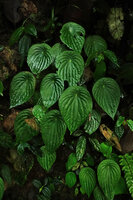 Peperomia sp., Mashpi FR, Pichincha, Ecuador