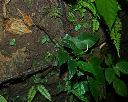 Peperomia sp., maybe a new species fide Guido Mathieu, on vertical earth bank in forest understory, Mashpi FR, Pichincha, Ecuador.