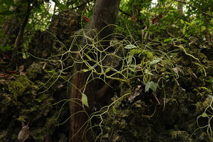 Peperomia sp;, reduced vegetative apparatus producing huge, highly branched inflorescences, Maros, South Sulawesi