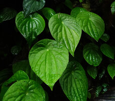 Peperomia sp. with peltate leaves, Mashpi FR, Pichincha, Ecuador