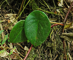 Peperomia stelechophila, peltate leaf, El Pahuma FR, Pichincha, Ecuador