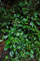 Peperomia  succulenta on earth bank, Biotopo del Quetzal, Baja Verapaz, Guatemala