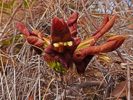 Perichlaena richardii, inflorescence, Ankarana Tsingy NP, Madagascar.
