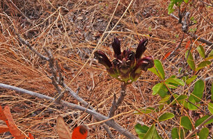 Perichlaena richardii, young inflorescence with flower buds, Ankarana Tsingy NP, Madagascar.
