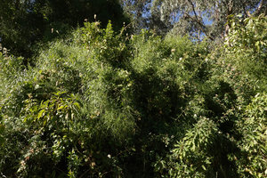 Periploca linearifolia climbing on big shrubs at forest edge, 3000 m asl, Simien NP, Ethiopia