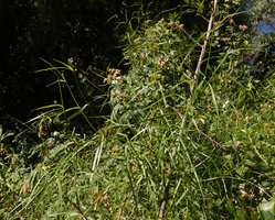 Periploca linearifolia, narrow leaves, 3000 m asl, Simien NP, Ethiopia