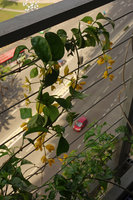 Petraeovitex wolfei at Le Nouvel, Kuala Lumpur