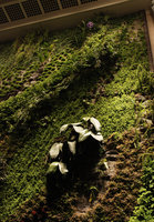 Phalaenopsis gigantea at the Wild Dance, National Theater, Taipeh, Taiwan