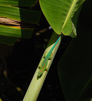 Phelsuma cepediana, a male on Ravenala cf. madagascariensis petiole, Rochester Falls, Mauritius, photo Patrick Blanc