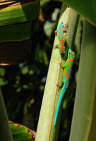 Phelsuma cepediana couple on Ravenala cf. madagascariensis petiole, Rochester Falls, Mauritius, photo Patrick Blanc