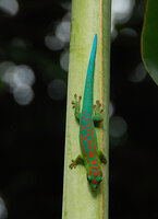 Phelsuma cepediana male on Ravenala cf. madagascariensis petiole, Rochester falls, Mauritius, photo Patrick Blanc