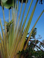 Phelsuma cepediana, two individuals on Ravenala cf. madagascariensis, Black River Gorges, Mauritius, photo Patrick Blanc