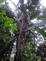 Phenakospermum guyannense, leaves primarily distichous but secondarily arranged in torus axial symmetry due to petiole torsion, Inkaterra, Madre de Dios, Peru