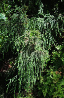 Pherosphaera (= Microstrobos) fitzgeraldii on Vertical Garden, One Central Park, Sydney, Oct 2014