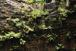 Pherosphaera (syn. Microstrobos) fitzgeraldii population on permanently seeping and dripping cliff, Wentworth Falls, Blue Mountains, Australia