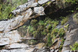 Pherosphaera (syn. Microstrobos) fitzgeraldii population,under permanently dripping rocks, Wentworth Falls, Blue Mountains, Australia
