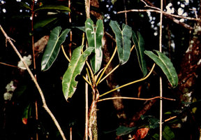 Philodendron billietiae, Nouragues, CNRS field station, French Guyana