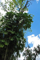 Philodendron bipinnatifidum épiphyte, Joinville, Brésil Nov. 2011
